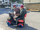 飛鴿四輪電動(dòng)車(chē)老年代步接送孩子老人殘疾人電瓶車(chē)小巧防側翻電磁剎車(chē) 600W48v20A4塊鉛酸電池約75里 曬單實(shí)拍圖