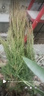 楓溢秋塔柏樹(shù)苗柏苗松柏樹(shù)苗掃墓墓地松樹(shù)苗柏樹(shù)苗四季長(cháng)青工程綠化苗木 80-1米高 曬單實(shí)拍圖
