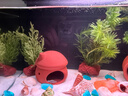 瘋狂水草魚(yú)缸造景水草植物直接入缸火山石蜈蚣草小九冠鹿角茸源頭直發(fā)包郵 曬單實(shí)拍圖