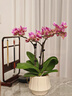 年宵花蝴蝶蘭室內花卉盆栽綠植客廳四季開(kāi)花春節年貨裝飾過(guò)年擺件 粉色系3劍蝴蝶蘭【品種隨機】北歐盆 曬單實(shí)拍圖