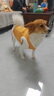 阿莫爾狗狗衣服加絨保暖牛仔小熊馬甲秋冬防掉毛小型犬貓咪衣服可牽引衣 黃色牛仔小熊【可牽引】 S 曬單實(shí)拍圖