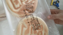 宮門(mén)口饅頭創(chuàng  )始人店速食加熱即食早餐傳統美食雜糧主食【雜糧麻蓉包】 2包（8個(gè)） 曬單實(shí)拍圖