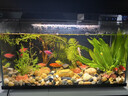 瘋狂水草（FKSC）真水草魚(yú)缸造景套餐凈化水質(zhì)懶人魚(yú)缸水草植物直接入缸蜈蚣草 色彩斑斕組合【適合30-40缸】 曬單實(shí)拍圖