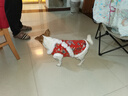 嬉皮狗（hipidog）狗狗新年衣服喜上眉梢唐裝中小型犬過(guò)年喜慶衣服西高地冬季拜年服 德羅紅 XL （建議體重12-15斤） 曬單實(shí)拍圖