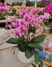 蝴蝶蘭盆栽帶真鮮花速遞同城上海北京年宵花開(kāi)業(yè)喬遷花卉全國配送 萬(wàn)事如意--6株蝴蝶蘭盆栽（花盆類(lèi)似） 曬單實(shí)拍圖