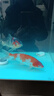 純種錦鯉精品冷水魚(yú)大型昭和招財錦鯉魚(yú)池養殖庭院觀(guān)賞魚(yú)錦鯉 （雙喜臨門(mén)）20-23cm2條 精選發(fā) 曬單實(shí)拍圖