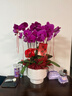 元族【2小時(shí)達】大蝴蝶蘭盆栽蘭花同城配送鮮花送父母長(cháng)輩禮物年宵花 【鴻運當頭】6株紫色蝴蝶蘭盆栽（花盆隨機） 曬單實(shí)拍圖