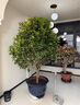 蘇藝緣原生桂花樹(shù)苗高桿桂花大樹(shù)庭院地栽濃香型金桂丹桂盆栽四季桂花苗 四季金黃桂 5公分粗1.8-2米全冠幅發(fā)當年開(kāi)花 曬單實(shí)拍圖