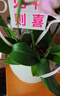 【年宵花】北美冬青蝴蝶蘭發(fā)財樹(shù)室內盆栽好養凈化空氣防輻射桌面 粉色系6花劍蝴蝶蘭【品種隨機】+白色平安喜樂(lè )陶瓷盆 曬單實(shí)拍圖