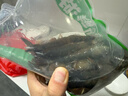 鮮活大海白蝦300g（約12-18只） 曬單實(shí)拍圖