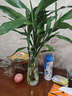 藍桂圓富貴竹水培綠植帶根盆栽室內客廳節節高招財 60-70CM12棵源頭直發(fā) 曬單實(shí)拍圖