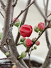 花竹戀長(cháng)壽冠海棠盆栽盆景梅花樹(shù)樁重瓣樹(shù)苗紅梅耐寒耐旱植物不含盆 6年長(cháng)壽冠海棠當年開(kāi)花 曬單實(shí)拍圖