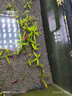 紅綠燈活體熱帶魚(yú)觀(guān)賞魚(yú)小型活體燈科魚(yú)群游金魚(yú)苗寵物淡水魚(yú) 特惠1.8cm紅綠燈 8條送2條備損 曬單實(shí)拍圖
