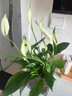 藍桂圓白掌盆栽 室內客廳好養綠植 一帆風(fēng)順凈化空氣郁金香花盆源頭直發(fā) 曬單實(shí)拍圖