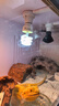 REPTIZOO瑞皮陶瓷加熱燈爬寵鸚鵡無(wú)光蜥蜴鬃獅蜥燈泡 50W 曬單實(shí)拍圖