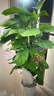 愛(ài)優(yōu)尚大葉綠蘿柱盆栽客廳大型綠植辦公室內除甲醛凈化空氣綠籮源頭直發(fā) 曬單實(shí)拍圖