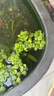 森悠（SARYOR）圓心萍水培植物凈化水質(zhì)室內魚(yú)蝦龜缸造景好養活浮萍水草植物花卉 圓心萍10顆 曬單實(shí)拍圖