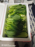 山東當季農家自種大棚油白菜上海青四季青現摘新鮮清脆有機蔬菜 小油菜5斤 【泡沫箱保溫袋】發(fā)貨 曬單實(shí)拍圖