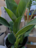 大金鉆盆栽水培植物花室內面大葉綠公主凈化空氣吸謀醛水養綠植 單發(fā)植物【不含盆】-金鉆30-40cm【3棵】 曬單實(shí)拍圖