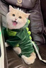 阿莫爾狗狗衣服冬季保暖可愛(ài)恐龍變身裝泰迪比熊寵物可牽引四腳衣防掉毛 咆哮小恐龍【可牽引】 XS【建議1-3斤 參考胸圍背長(cháng)】 曬單實(shí)拍圖