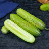 京鮮生 山東童年旱黃瓜 凈重5斤 單果100g+ 水果小青瓜 輕食 源頭直發(fā) 曬單實(shí)拍圖