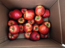 于小乖甘肅天水花牛粉面蘋(píng)果嬰兒刮泥老人孕婦粉糯紅蛇蘋(píng)果(需放粉) 帶箱9.5斤中大果（凈重8.5斤） 曬單實(shí)拍圖