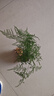 懶人水培綠植九里香綠蘿文竹室內易養凈化空氣花卉盆栽植物花卉 文竹1顆【不含盆】土培水培皆可10-15cm 曬單實(shí)拍圖