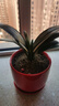 四季君子蘭盆栽室內花帶花苞老苗圓頭和尚君子蘭花卉植物好養綠植 中國紅9-11片葉【當年開(kāi)花】5年苗 曬單實(shí)拍圖
