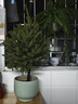 真的圣誕樹(shù)真樹(shù)挪威云杉樹(shù)香松盆栽松樹(shù)2025諾貝松活的圣誕樹(shù)客廳 圣誕樹(shù)50-60厘米【此款無(wú)贈品 單獨一棵樹(shù)】 曬單實(shí)拍圖