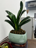 京云夢(mèng)君子蘭盆栽四季長(cháng)青綠植花卉吸甲醛10-12片青色財源滾滾源頭直發(fā) 曬單實(shí)拍圖