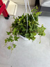 濱淇除甲醛花卉常春藤吊籃盆栽新房?jì)艋諝?長(cháng)40-50cm1盆源頭直發(fā) 曬單實(shí)拍圖