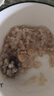半山農月子餐月子粥30天早餐雜糧粥營(yíng)養補品食材包順剖腹產(chǎn)后坐月子禮物 曬單實(shí)拍圖