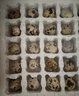 京喜加新鮮現撿農家雜糧喂養新鮮生鵪鶉蛋8g批發(fā)農家生鮮買(mǎi)菜 150枚生鮮鵪鶉蛋 曬單實(shí)拍圖
