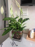 藍桂圓白掌盆栽 室內客廳好養綠植 一帆風(fēng)順凈化空氣郁金香花盆源頭直發(fā) 曬單實(shí)拍圖