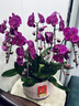 Only you【2小時(shí)達】蝴蝶蘭帶花苞花劍花盆真花蘭花盆栽開(kāi)業(yè)新年花元宵花 6株紫色（瓷盆隨機） 曬單實(shí)拍圖