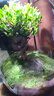封茗【生命之樹(shù)】生態(tài)瓶苔蘚微景觀(guān)青苔造景缸植物辦公室綠植桌面盆栽 生命之樹(shù)微景觀(guān)(煙灰款) 曬單實(shí)拍圖