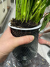 白掌一帆風(fēng)順盆栽水培植物綠蘿籮花卉室內花綠植紅掌發(fā)財樹(shù)吸甲醛 特級白掌10-12株+繁星自吸盆+營(yíng)養液【2盆】 曬單實(shí)拍圖