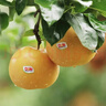都樂(lè )Dole 秋月梨 核心產(chǎn)區直發(fā) 脆甜多汁 凈重1.6kg 4-6枚 簡(jiǎn)裝 曬單實(shí)拍圖