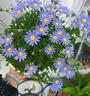 臨雅瑪格麗特花苗菊花盆栽花卉植物室內外陽(yáng)臺多季開(kāi)花耐寒耐凍好養活 順豐【藍瑪】瑪格麗特 曬單實(shí)拍圖