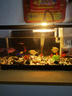 闊庭（KUOTING）魚(yú)缸懶人魚(yú)缸家用客廳辦公室水培吊籃金魚(yú)缸過(guò)濾魚(yú)缸黑色款 曬單實(shí)拍圖