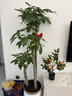 臨雅步步高招財樹(shù)植物大型發(fā)財樹(shù)盆栽喬遷開(kāi)業(yè)1.6-1.8m金邊盆源頭直發(fā) 曬單實(shí)拍圖