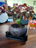 火焰南天竹盆栽冬季耐寒紅葉綠植室內外客廳陽(yáng)臺四季好養植物盆景 火焰南天竹+紫砂舍得盆+底座+黑沙+吊卡 （含陶瓷盆） 曬單實(shí)拍圖