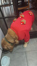狗狗衣服秋冬新年紅立體小熊四腳衣大型犬金毛薩摩耶巨貴拉布拉多 紅色 4XL 【建議80-100斤】 曬單實(shí)拍圖