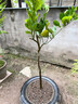 柚子樹(shù)苗紅心紅肉蜜柚嫁接三紅蜜柚果樹(shù)果苗南方北方種植當年結果 紅心蜜柚5年苗現挖帶土帶葉發(fā)貨（當年結果） 81cm(含)-110cm(含) 曬單實(shí)拍圖