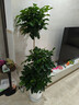 愛(ài)優(yōu)尚幸福樹(shù)盆栽客廳室內大型綠植辦公室喬遷新家綠寶凈化空氣源頭直發(fā) 曬單實(shí)拍圖