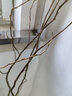 花翁水培鮮切花水養綠植盆栽花卉 龍柳1米12枝/可生根發(fā)芽源頭直發(fā) 曬單實(shí)拍圖