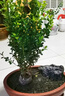 黃楊盆景耐寒辦公室內盆栽四季常青好養客廳花卉庭院樹(shù)苗桌面綠植 黃楊盆栽：35厘米高一顆 不含盆 帶土球保鮮發(fā)貨 曬單實(shí)拍圖