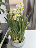 兮月漳州水仙花種球水培花卉球根花卉大球室內外陽(yáng)臺冬季盆栽水培植物 水仙 （5顆）周長(cháng)16-20cm+陶瓷盆 曬單實(shí)拍圖