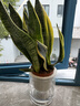 金邊虎皮蘭盆栽多肉植物水培好養綠植室內花卉客廳大型虎尾蘭陽(yáng)臺 【推薦3盆裝】30cm3棵虎皮蘭【早安盆】 曬單實(shí)拍圖