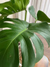雙盟龜背竹水培老樁大葉開(kāi)背綠植盆栽除甲醛50-70cm1棵不含瓶源頭直發(fā) 曬單實(shí)拍圖